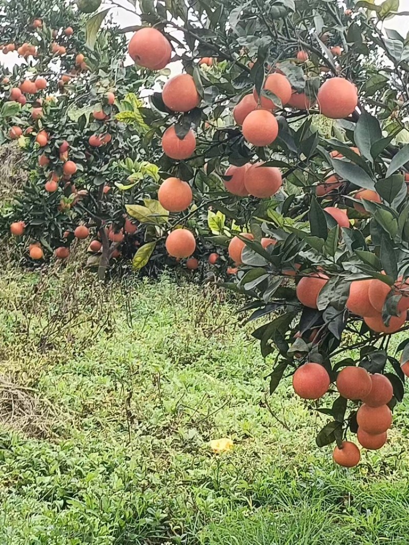 四川眉山血橙新鲜采摘，基地直发，货量足视频看货欢迎致电