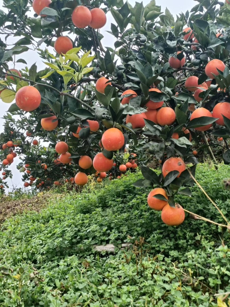 四川眉山血橙新鲜采摘，基地直发，货量足视频看货欢迎致电