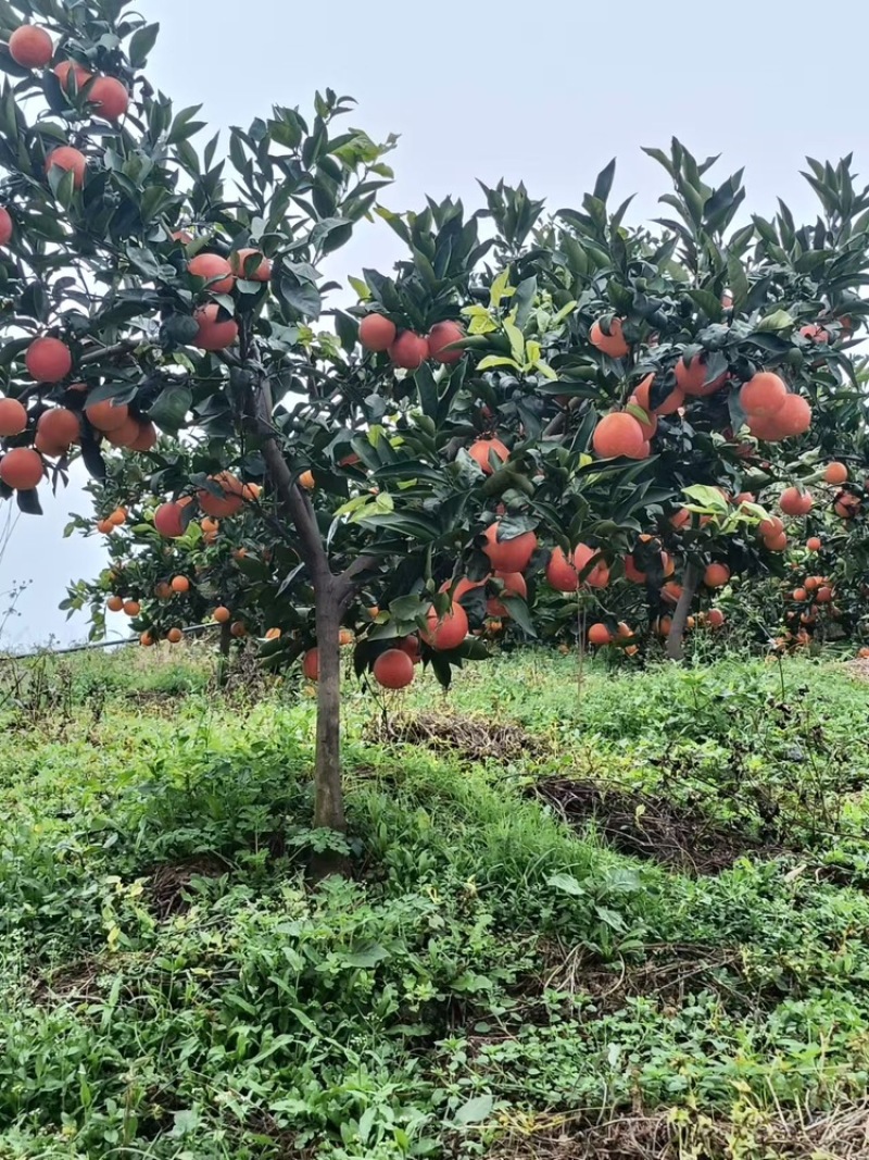 四川眉山血橙新鲜采摘，基地直发，货量足视频看货欢迎致电