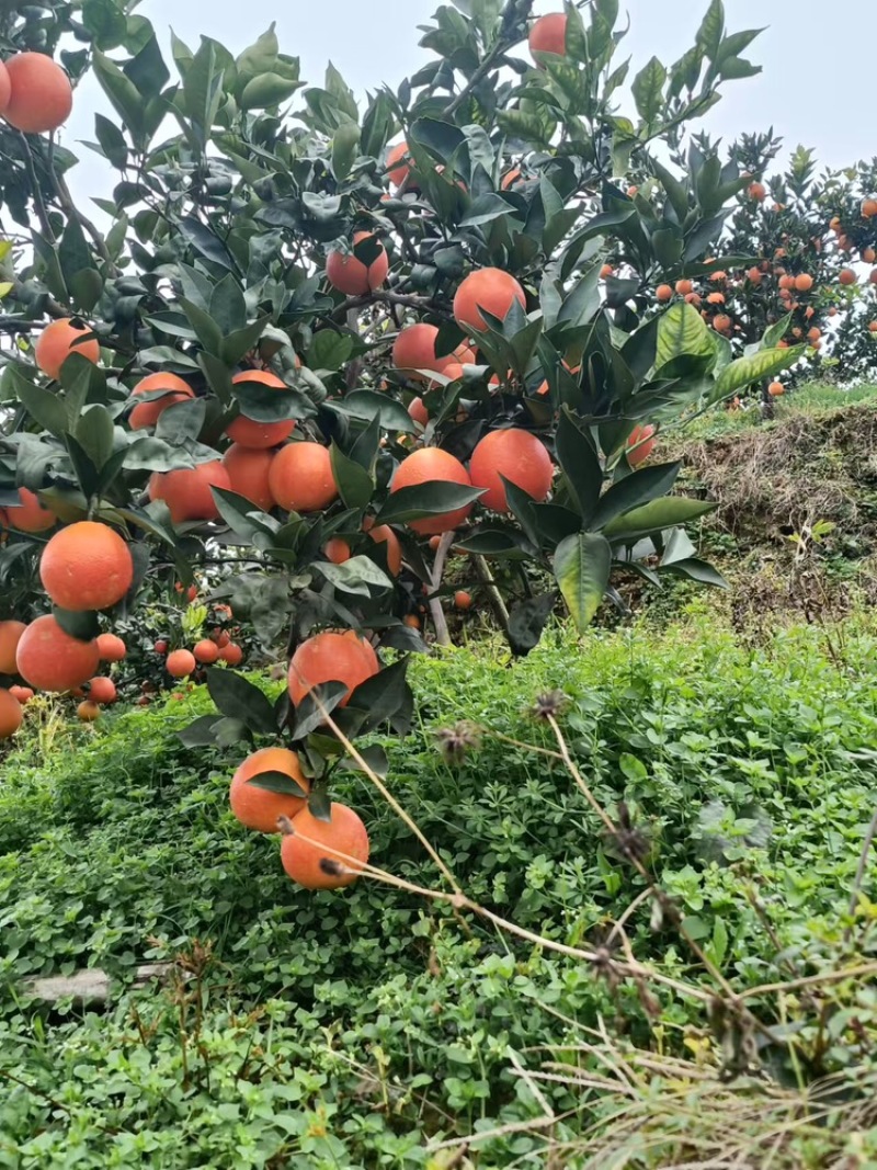 四川眉山血橙新鲜采摘，基地直发，货量足视频看货欢迎致电