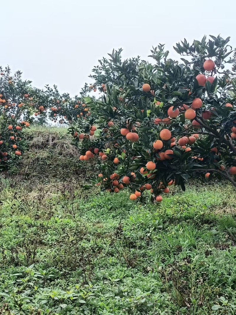 四川眉山血橙新鲜采摘，基地直发，货量足视频看货欢迎致电