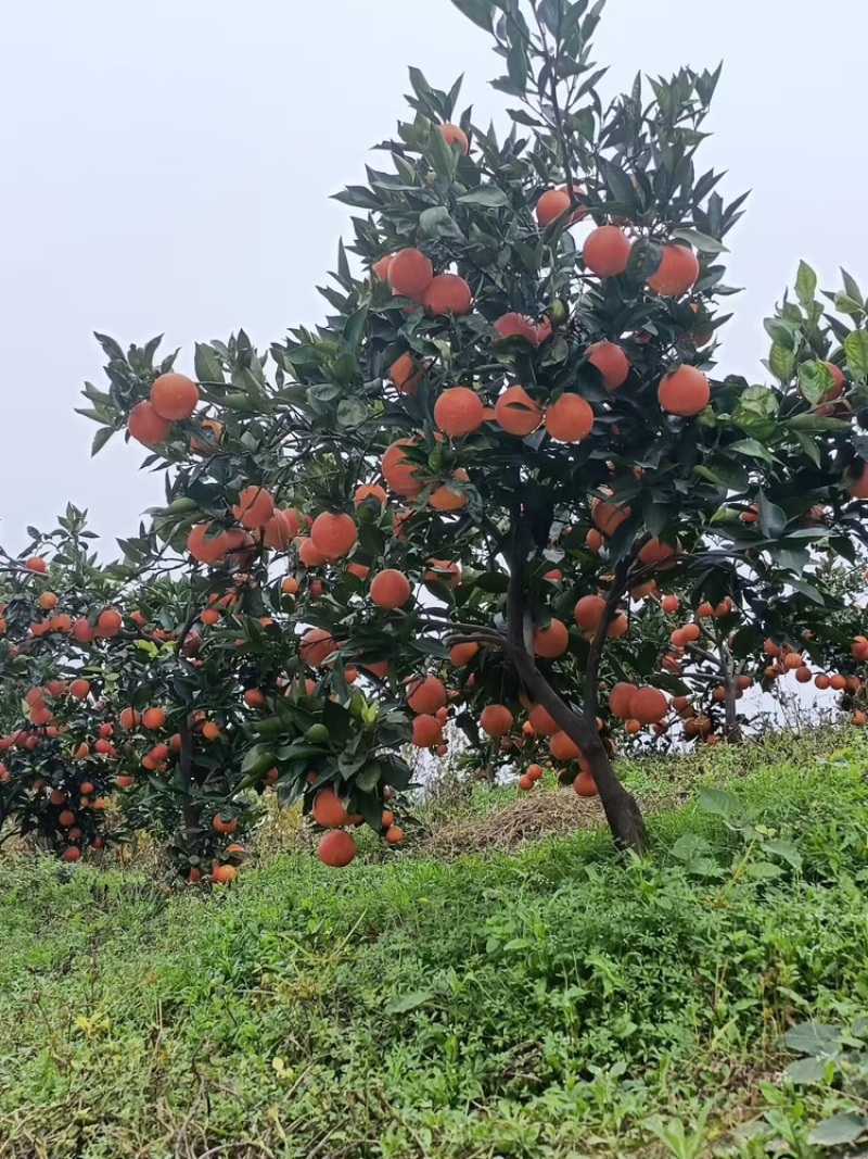 四川眉山血橙新鲜采摘，基地直发，货量足视频看货欢迎致电