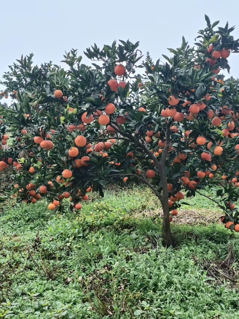四川眉山血橙新鲜采摘，基地直发，货量足视频看货欢迎致电