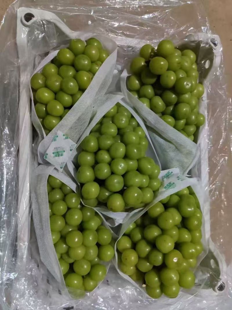 【推荐】辽宁冷库阳光玫瑰量大从优保质保量一条龙服务
