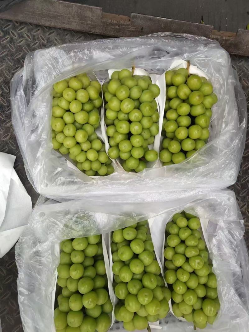 【推荐】辽宁冷库阳光玫瑰量大从优保质保量一条龙服务