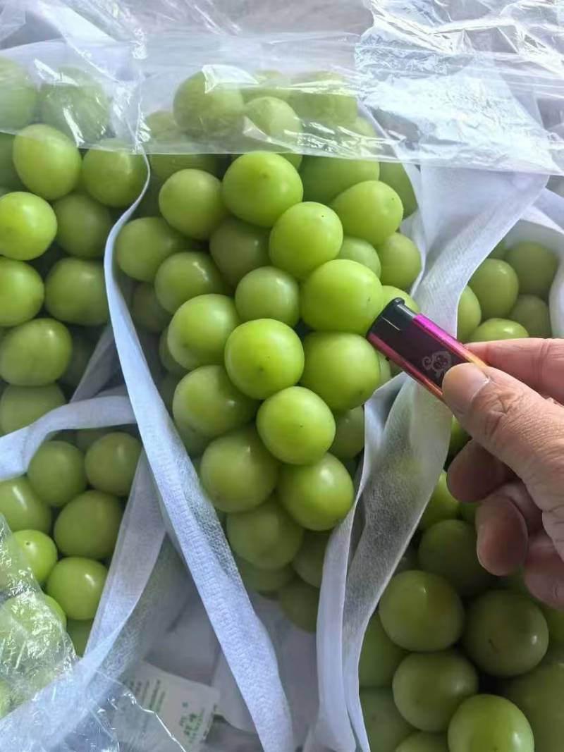 【推荐】辽宁冷库阳光玫瑰量大从优保质保量一条龙服务