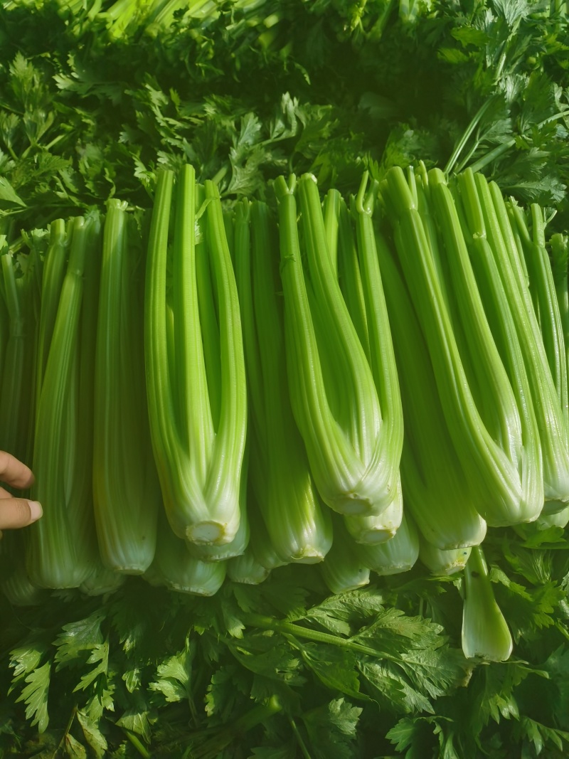 优质蔬菜，精品西芹，中颗一斤二两以上，大颗二斤以上
