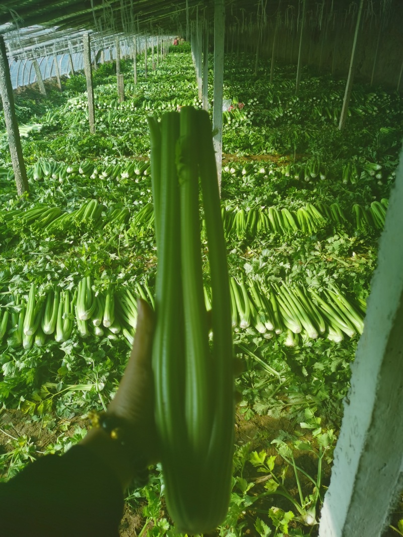 优质蔬菜，精品西芹，中颗一斤二两以上，大颗二斤以上