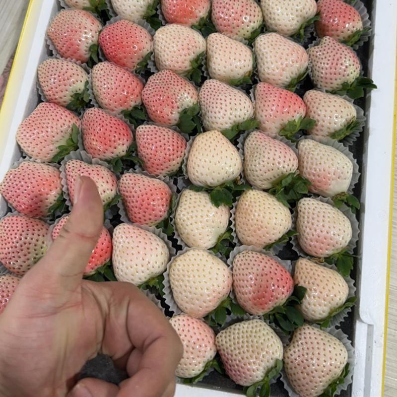 【丹东白草莓】精品白草莓，基地直发品质保障对接市场批发