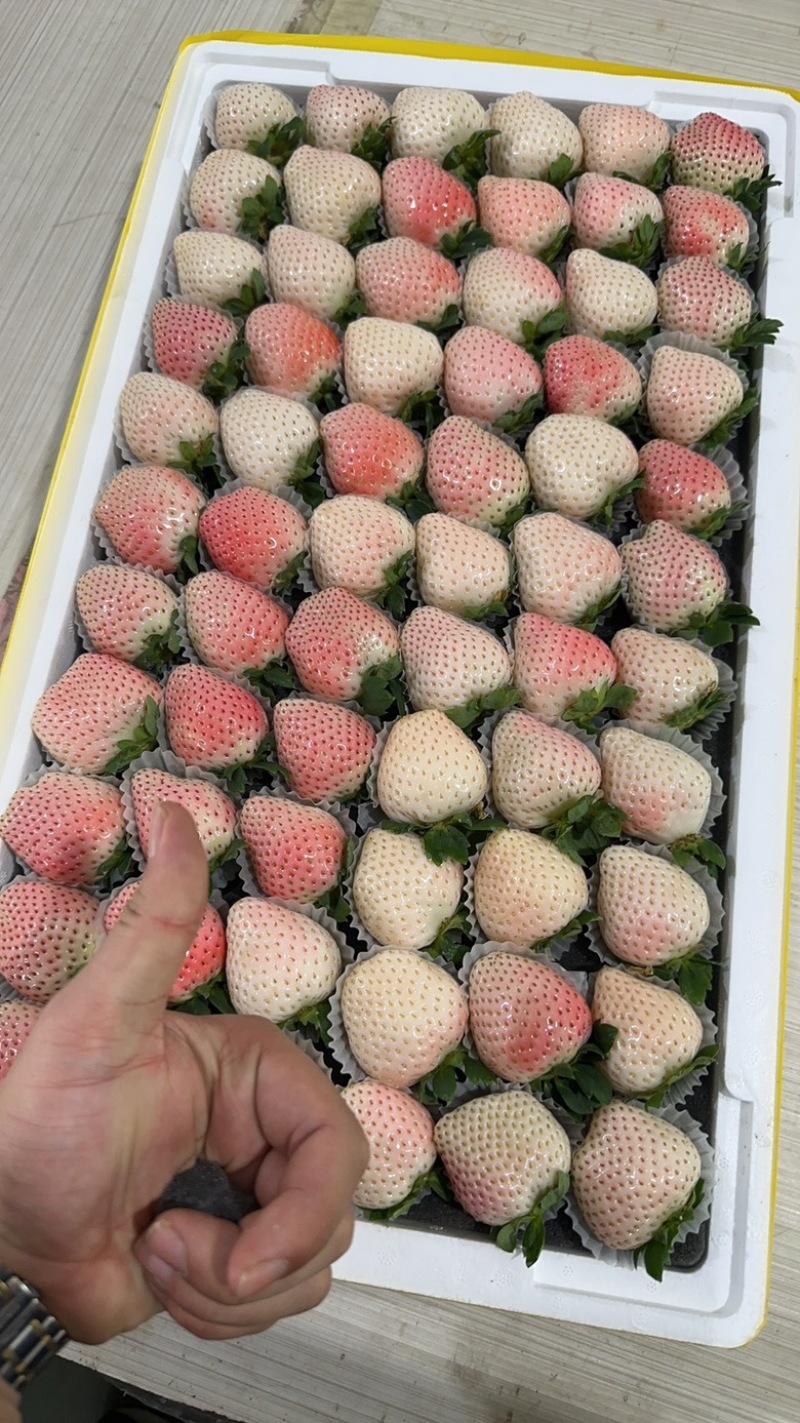 【丹东白草莓】精品白草莓，基地直发品质保障对接市场批发