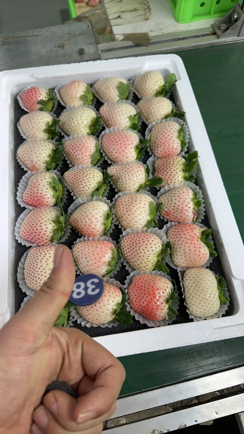【丹东白草莓】精品白草莓，基地直发品质保障对接市场批发