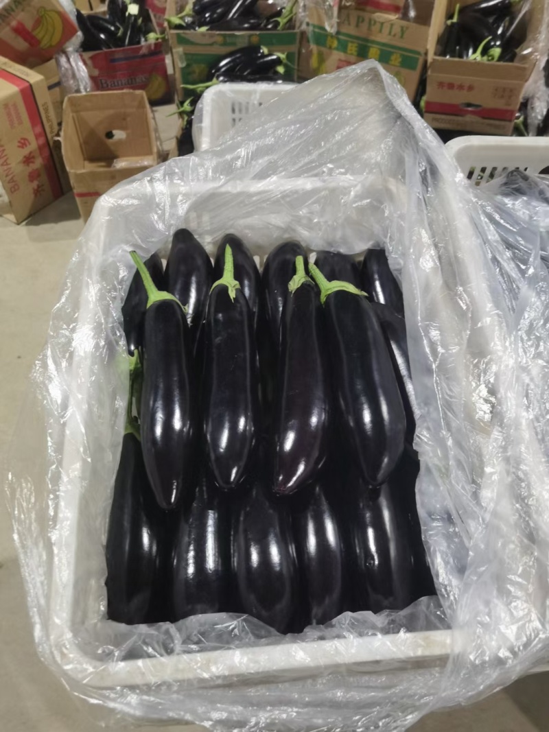 山东产区烧烤茄大量上市中，货源充足，价格便宜，有需要老板
