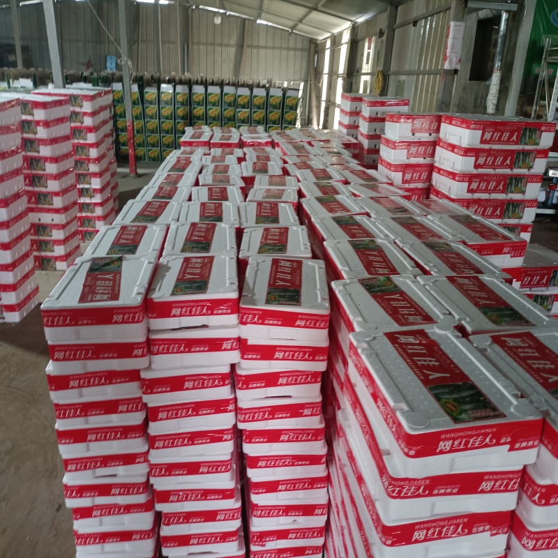 羊角蜜甜瓜博洋6172蜜园十八产地量大口感好包棚定货，