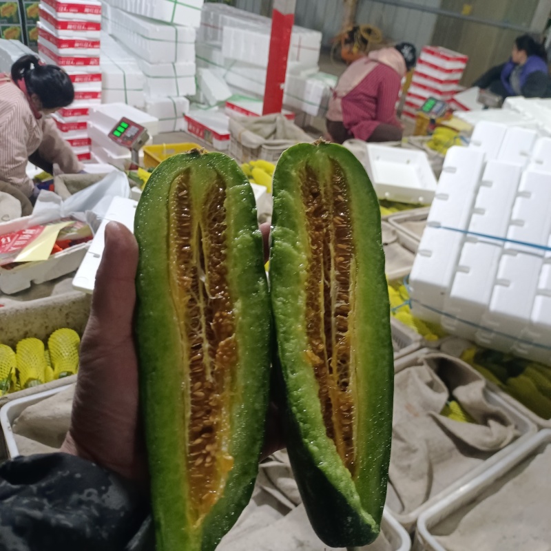 羊角蜜甜瓜博洋6172蜜园十八产地量大口感好包棚定货，