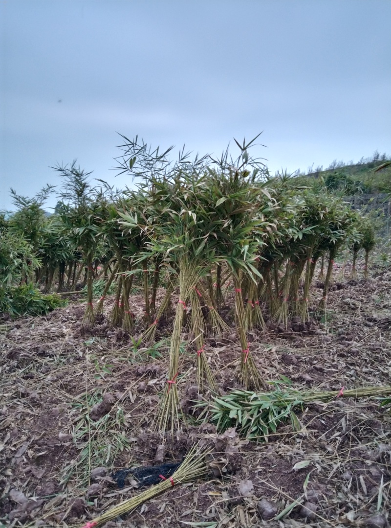 楠竹苗（毛竹苗），造林用，规格齐全