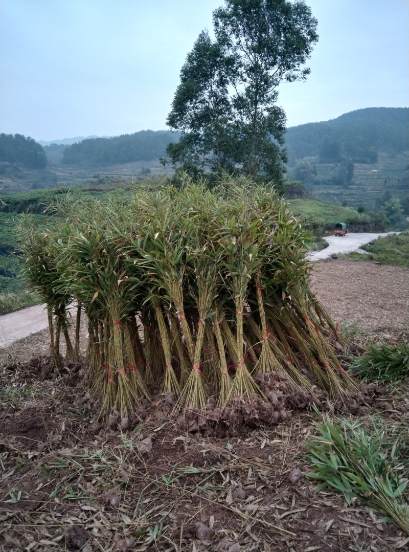 楠竹苗（毛竹苗），造林用，规格齐全