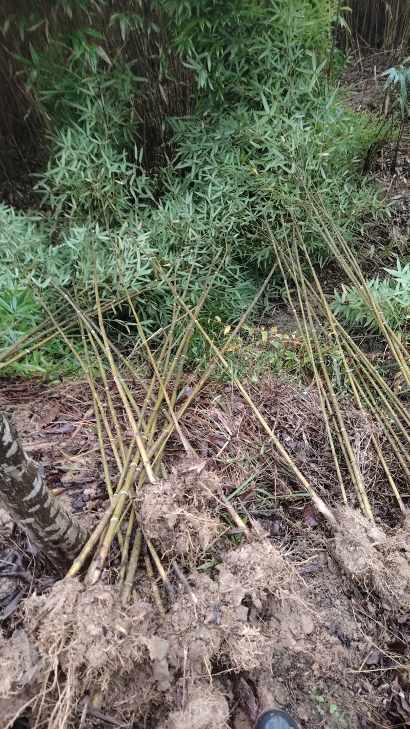 楠竹苗（毛竹苗），造林用，规格齐全