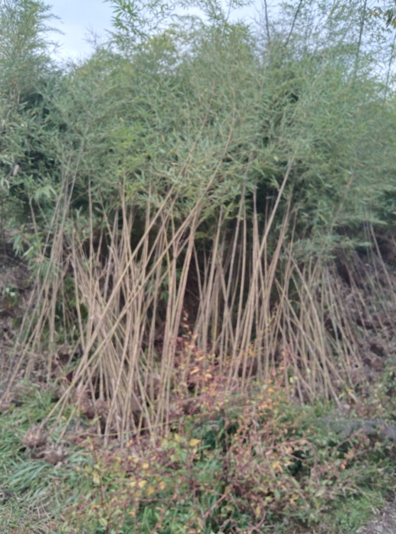 楠竹苗（毛竹苗），造林用，规格齐全