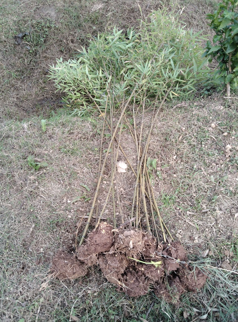 楠竹苗（毛竹苗），造林用，规格齐全