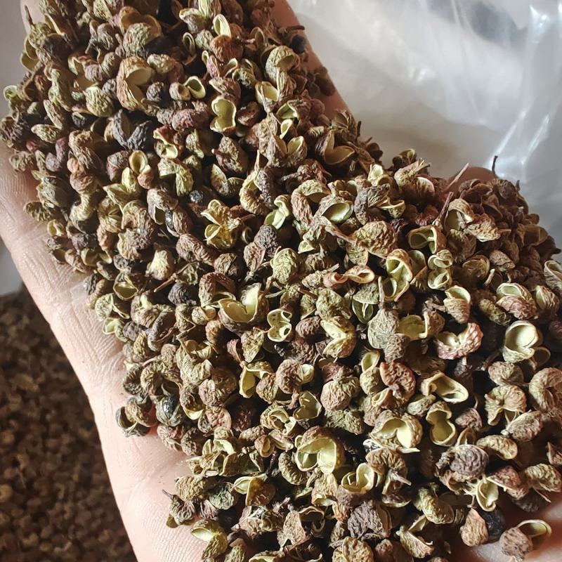 2025丫丫青麻椒净货，开口好麻度高和陕西大青稞