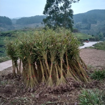 楠竹苗（毛竹苗），造林用，规格齐全