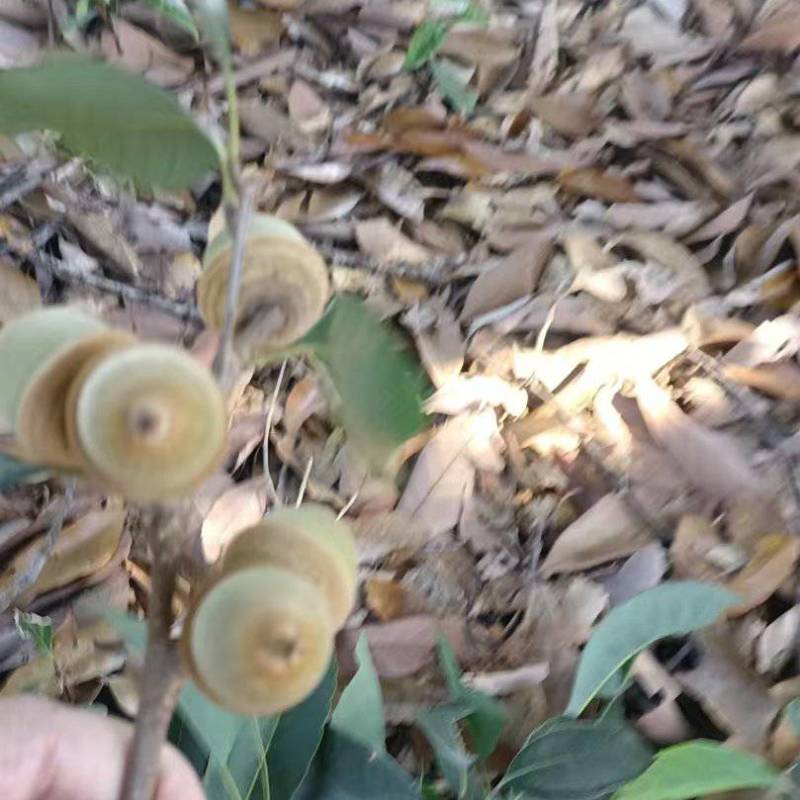 青岗仔