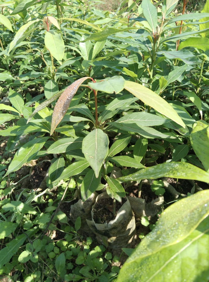 小叶桢楠，又称金丝楠木，古时**专用优质树木！
