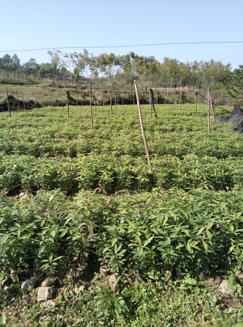 小叶桢楠，又称金丝楠木，古时**专用优质树木！