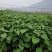 毛叶山桐苗，一线基地，无中间商