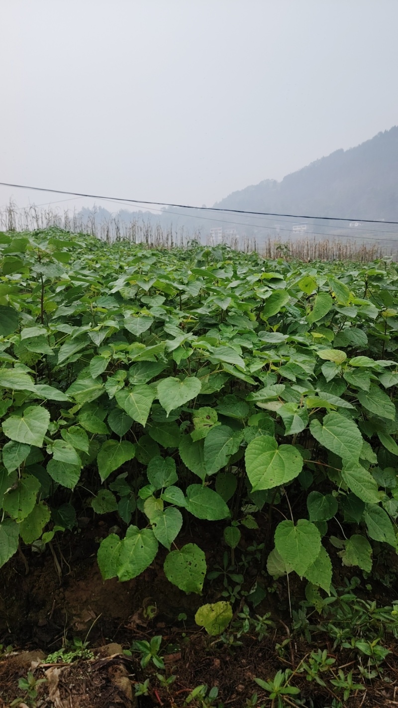 毛叶山桐苗，一线基地，无中间商