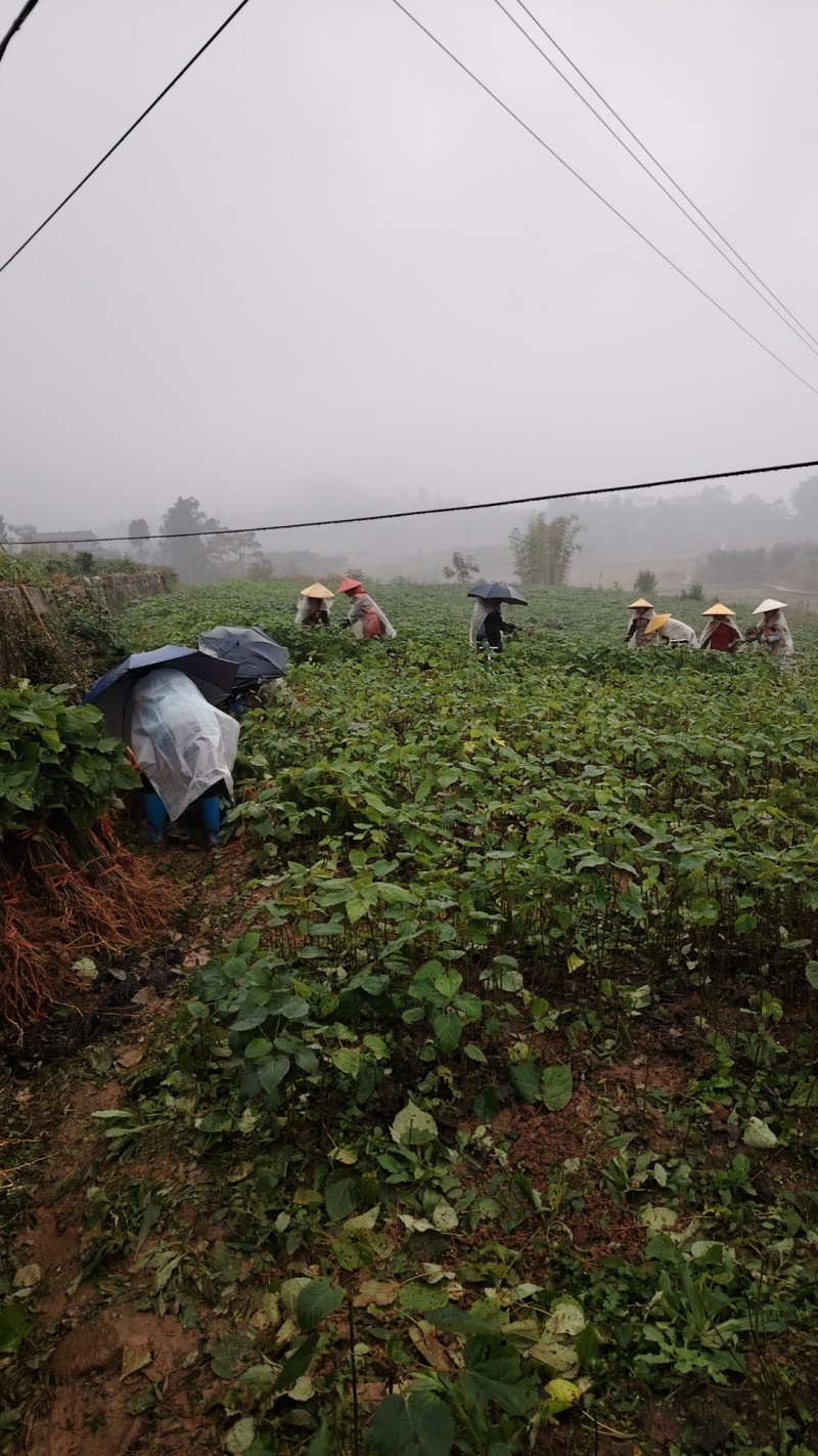毛叶山桐苗，一线基地，无中间商