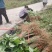 毛叶山桐苗，一线基地，无中间商