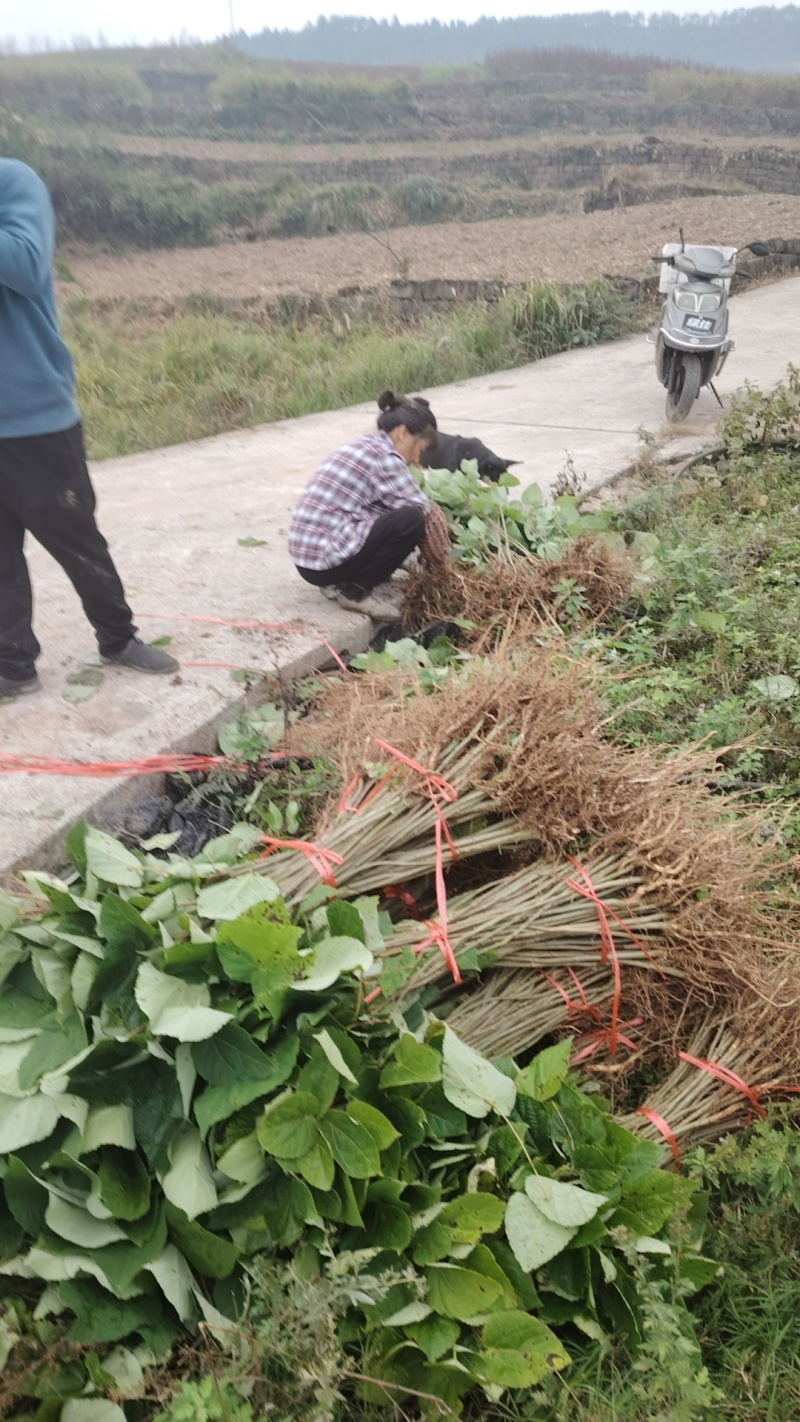 毛叶山桐苗，一线基地，无中间商