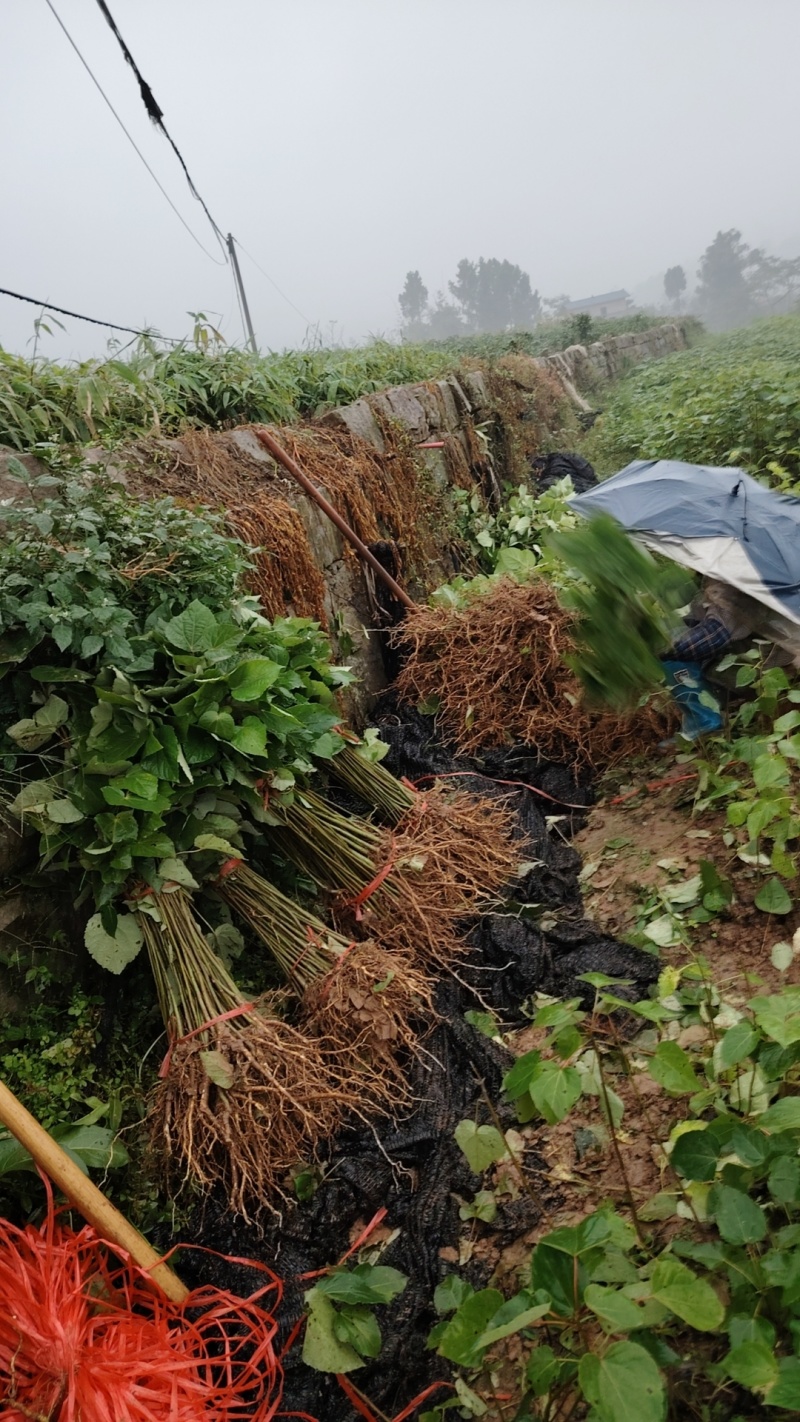 毛叶山桐苗，一线基地，无中间商