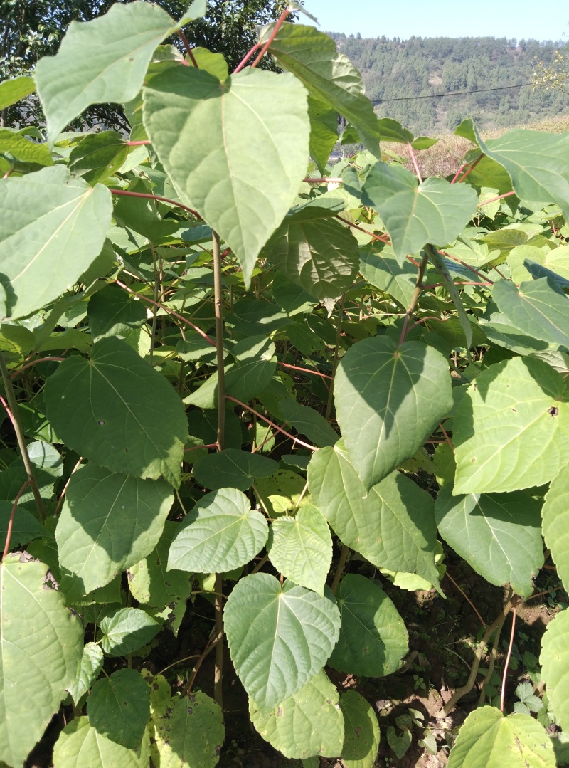毛叶山桐苗，一线基地，无中间商