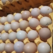 新鲜毛鸡蛋