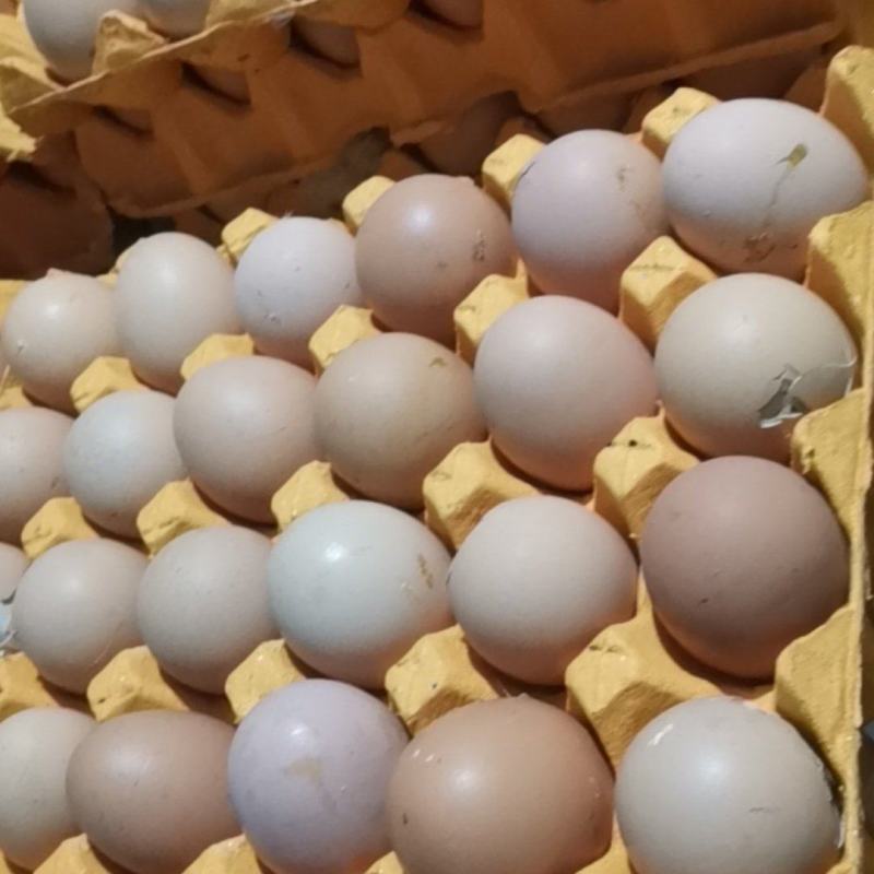 新鲜毛鸡蛋