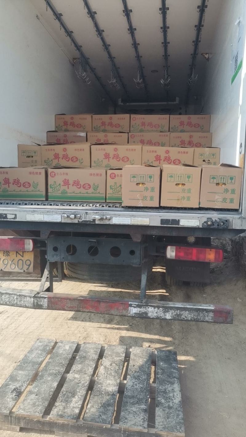 新鲜毛鸡蛋