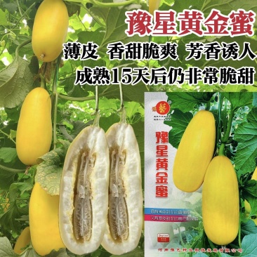豫艺甜瓜种子豫星黄金蜜甜瓜种子高糖薄皮大果香脆甜不倒瓤