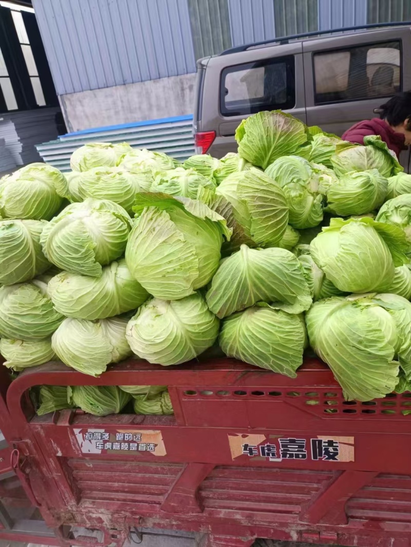 甘蓝包菜产地直销，颜色鲜亮个头均匀，无虫眼