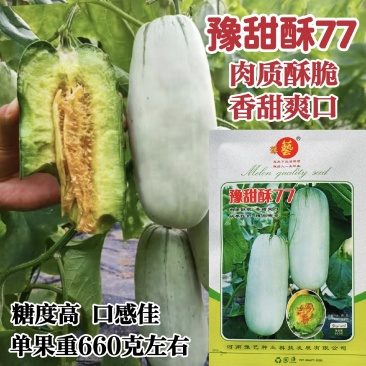 豫甜酥77甜瓜种子薄皮酥脆香甜糖度高短棒羊角酥甜瓜种子