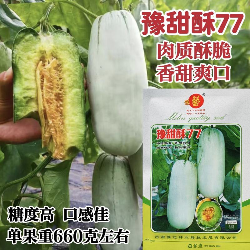 豫甜酥77甜瓜种子薄皮酥脆香甜糖度高短棒羊角酥甜瓜种子