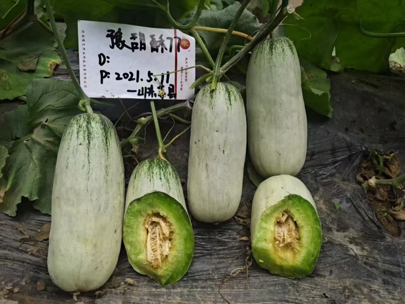 豫甜酥77甜瓜种子薄皮酥脆香甜糖度高短棒羊角酥甜瓜种子