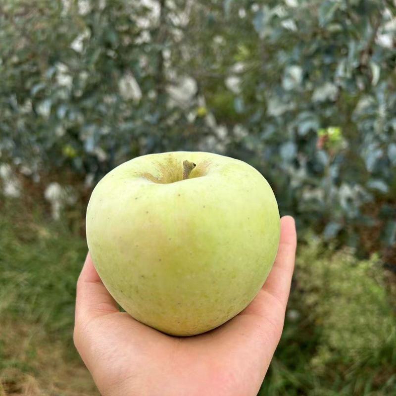 日本青森苹果水蜜桃苹果明月苹果纯甜酥脆新鲜水果当季苹果