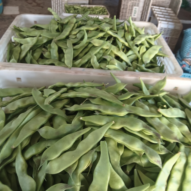 油豆角5公斤 速冻油豆角价格报价行情- 京东