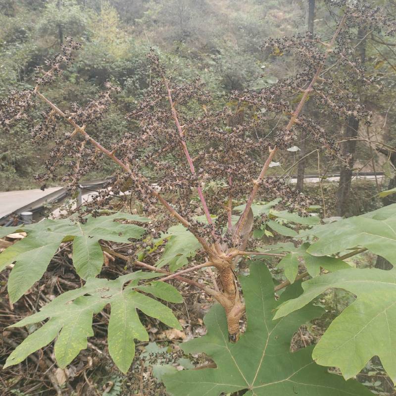 正宗四川大通草产品