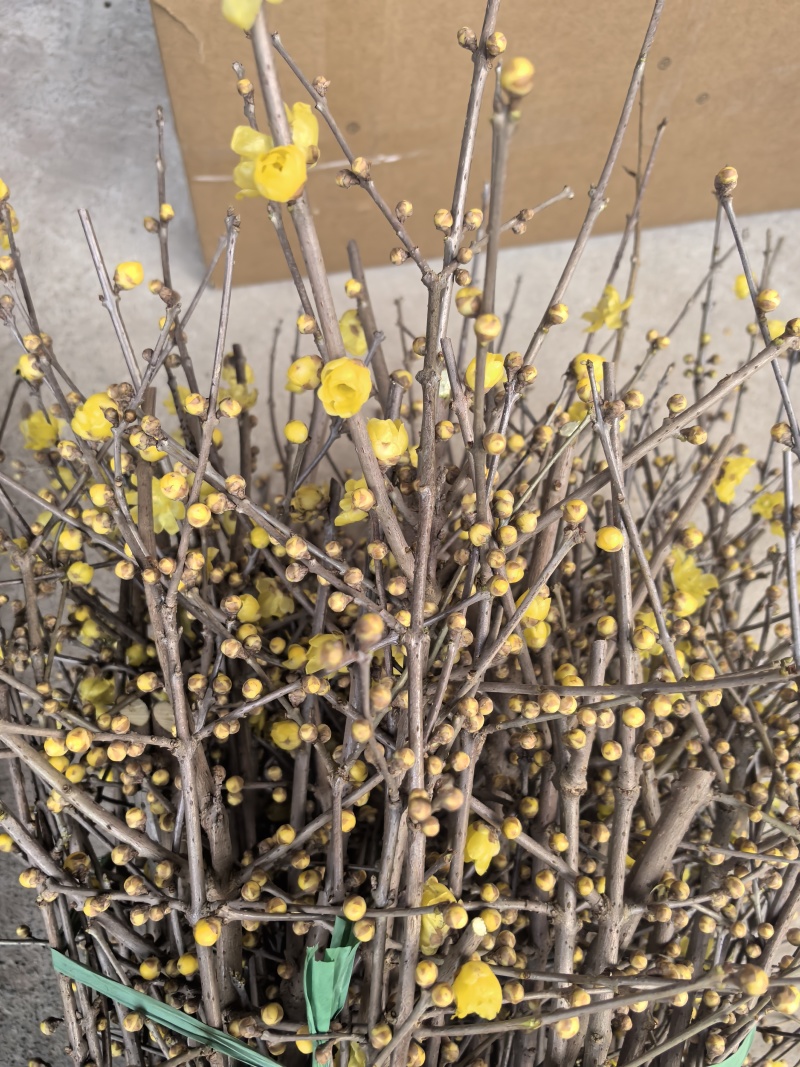 中国腊梅鲜切花