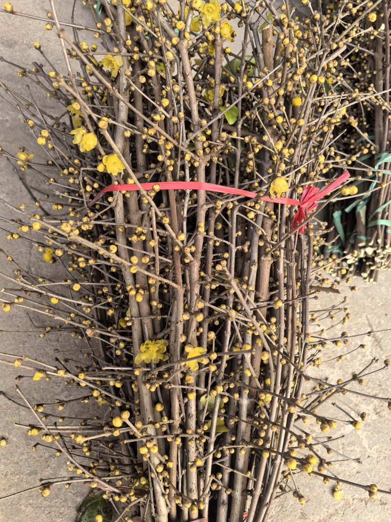 中国腊梅鲜切花