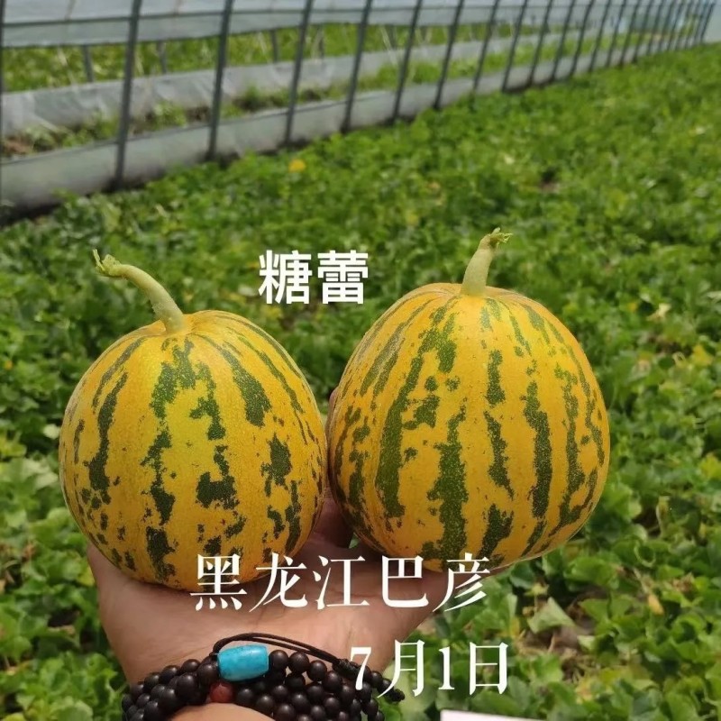 糖蕾甜瓜种子花皮绿肉高糖特甜上糖早露地抗裂