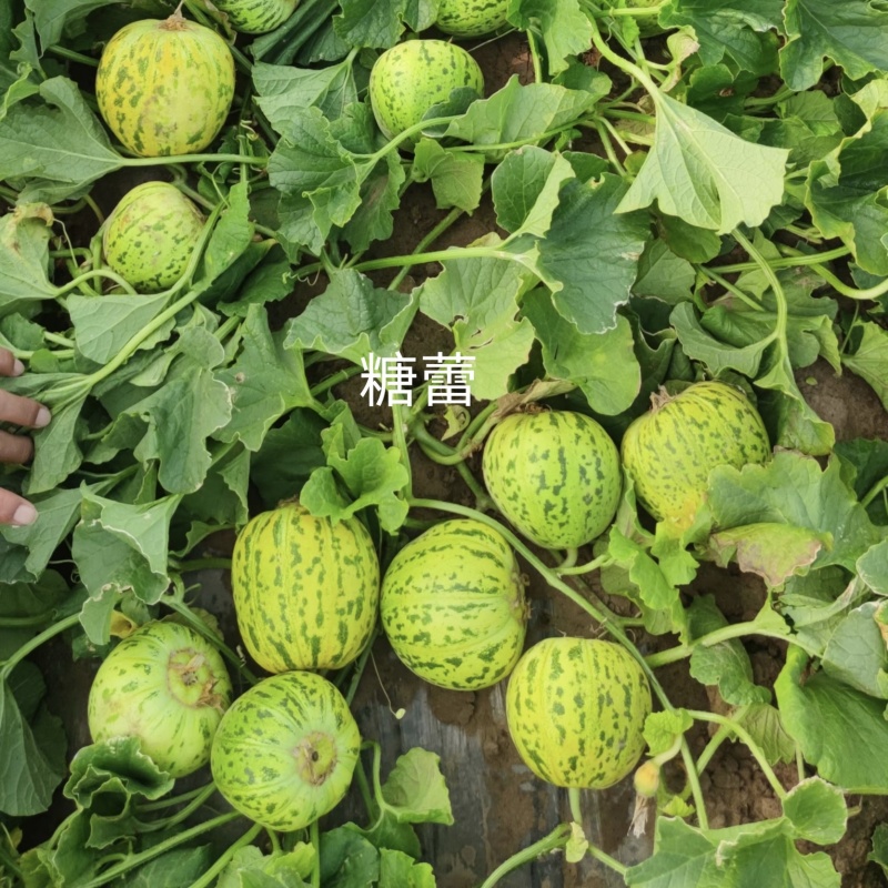 糖蕾甜瓜种子花皮绿肉高糖特甜上糖早露地抗裂